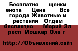 Бесплатно !!! щенки енота!! › Цена ­ 1 - Все города Животные и растения » Отдам бесплатно   . Марий Эл респ.,Йошкар-Ола г.